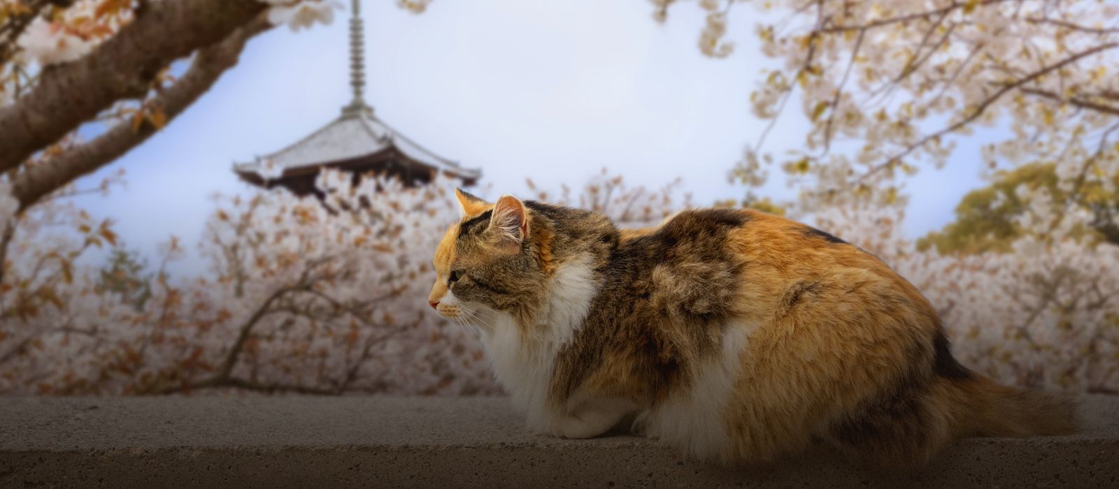 Calico street cat beneath cherry blossom and a pagoda
