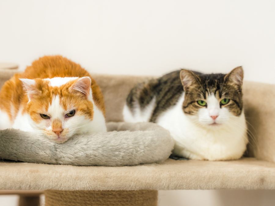 Two rescue cats relaxing on a cat tree